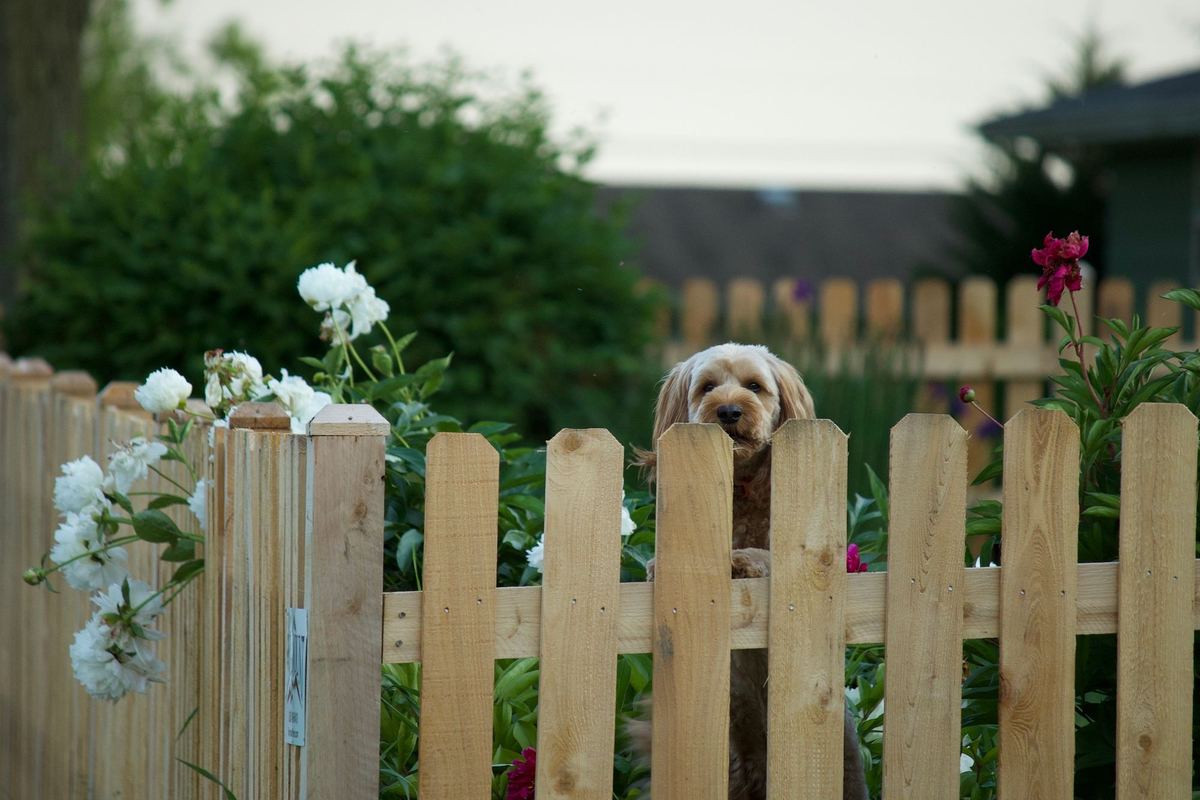 Dog peeking over a new cedar picket fence