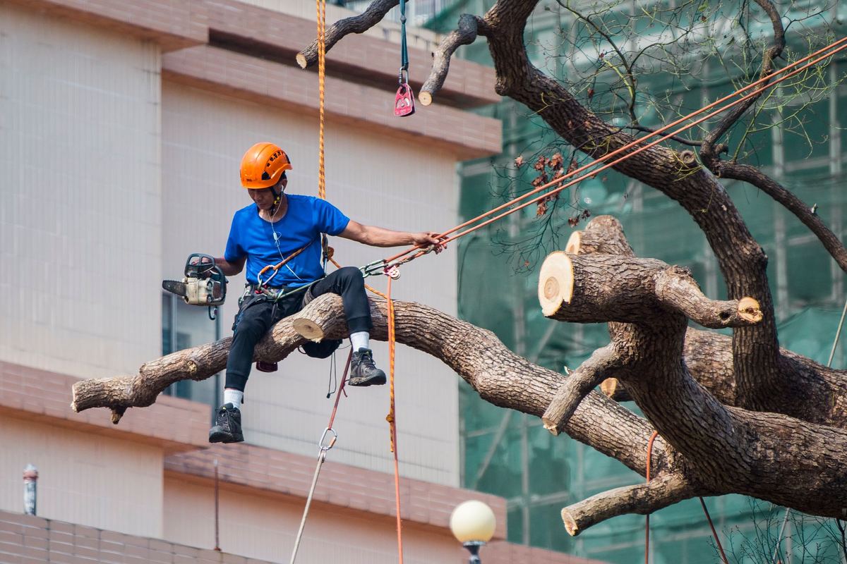Heavy limb removal in Pearl District